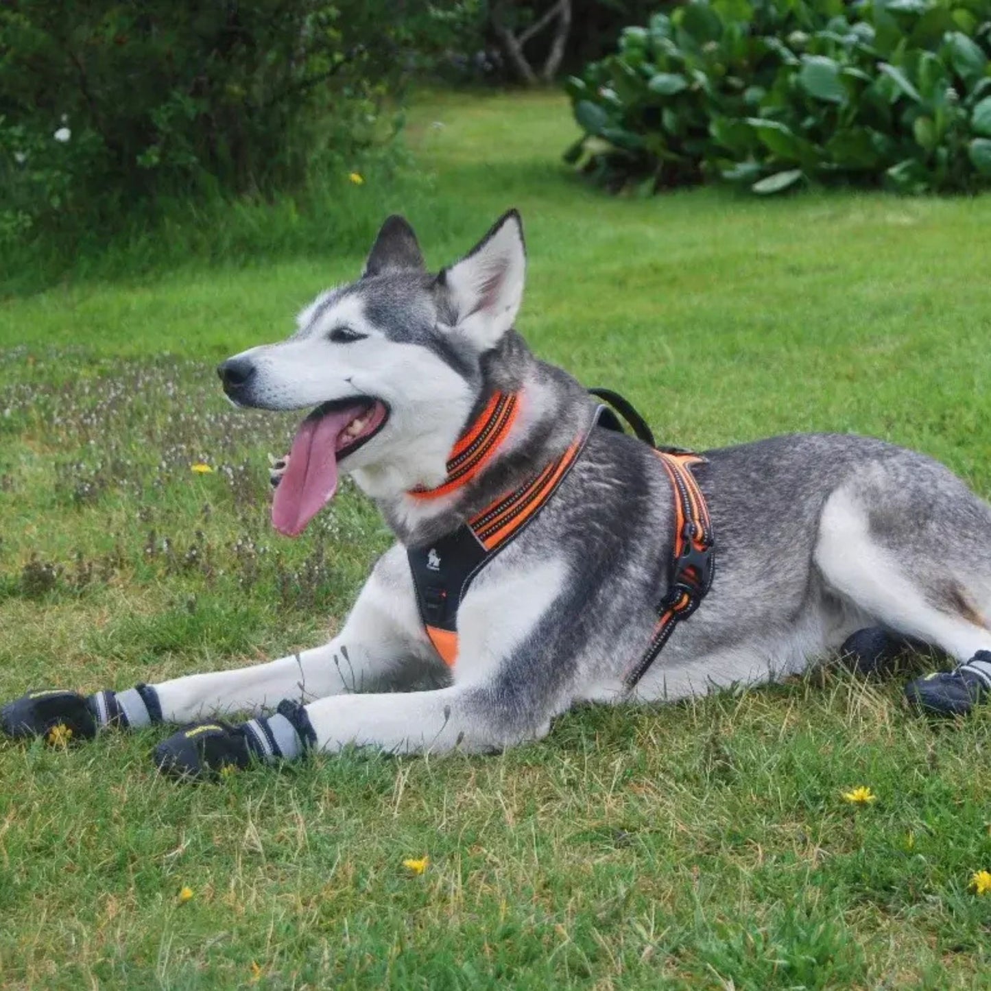 Reflective Sport Harness - Black