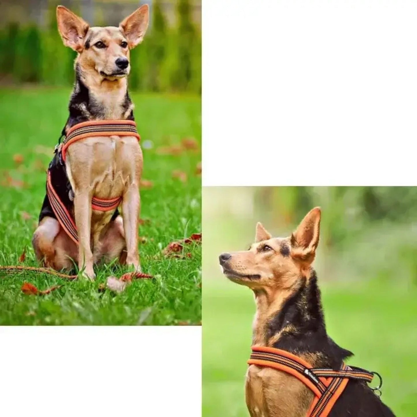 Everyday Harness - Fuchsia
