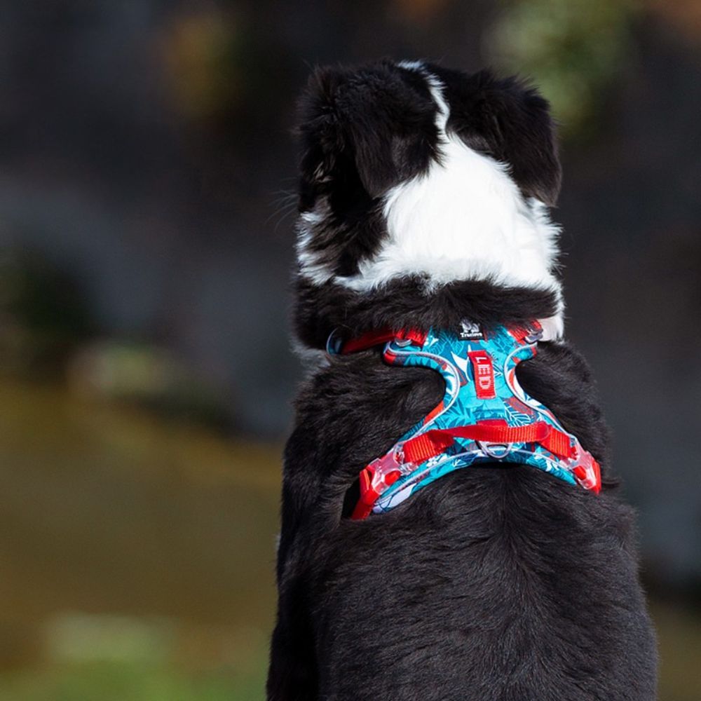 No-Pull Nylon Harness - Navy