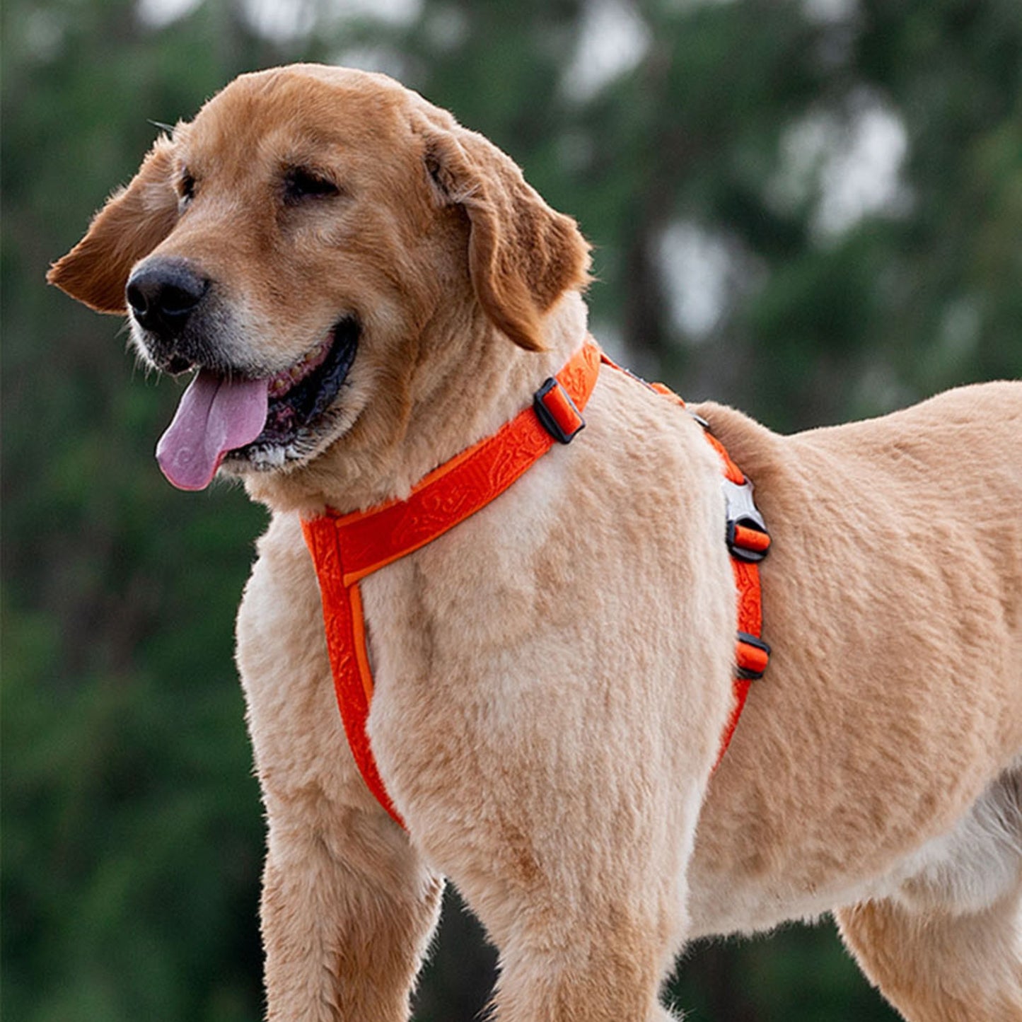 Chest Strap Harness - Purple