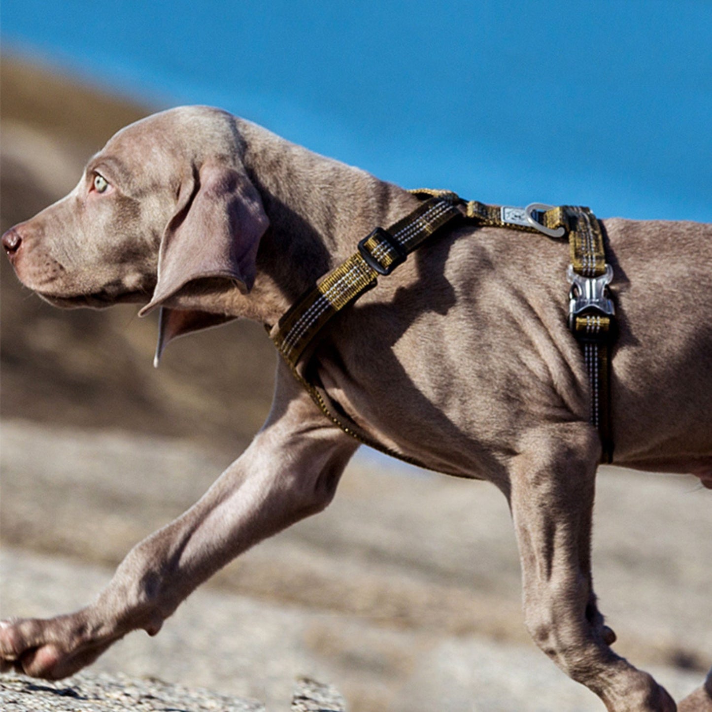 Chest Strap Harness - Purple