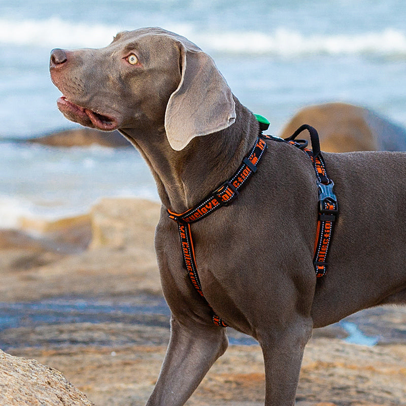 SportFit Harness - Green