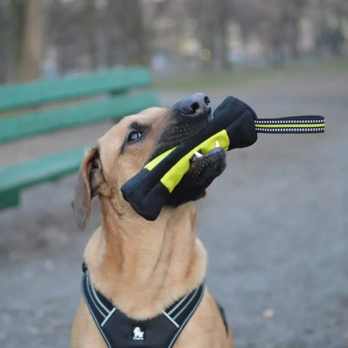 SnackZip Pouch - Neon Yellow