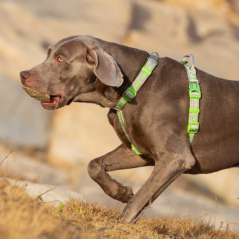 SportFit Harness - Green