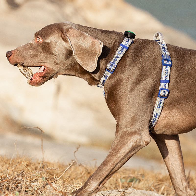 SportFit Harness - Green
