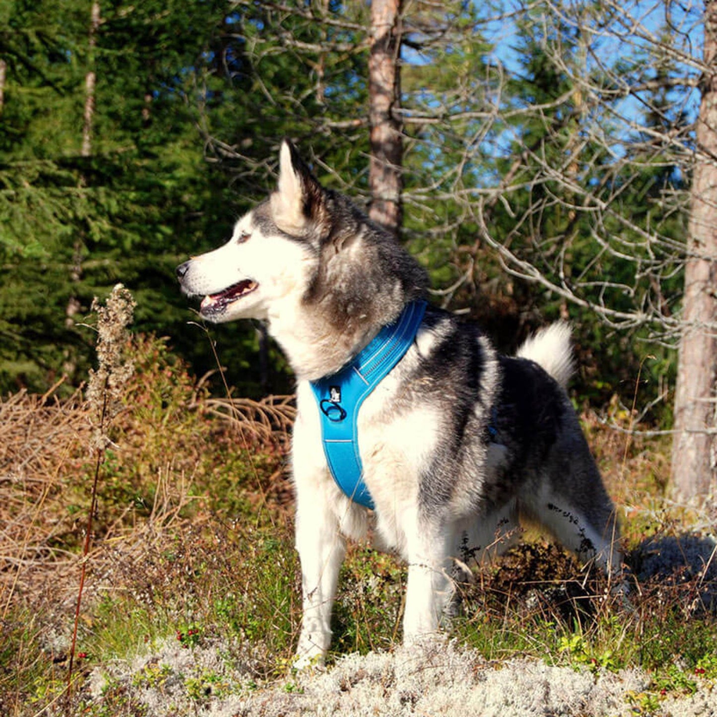 Reflective Sport Harness - Black