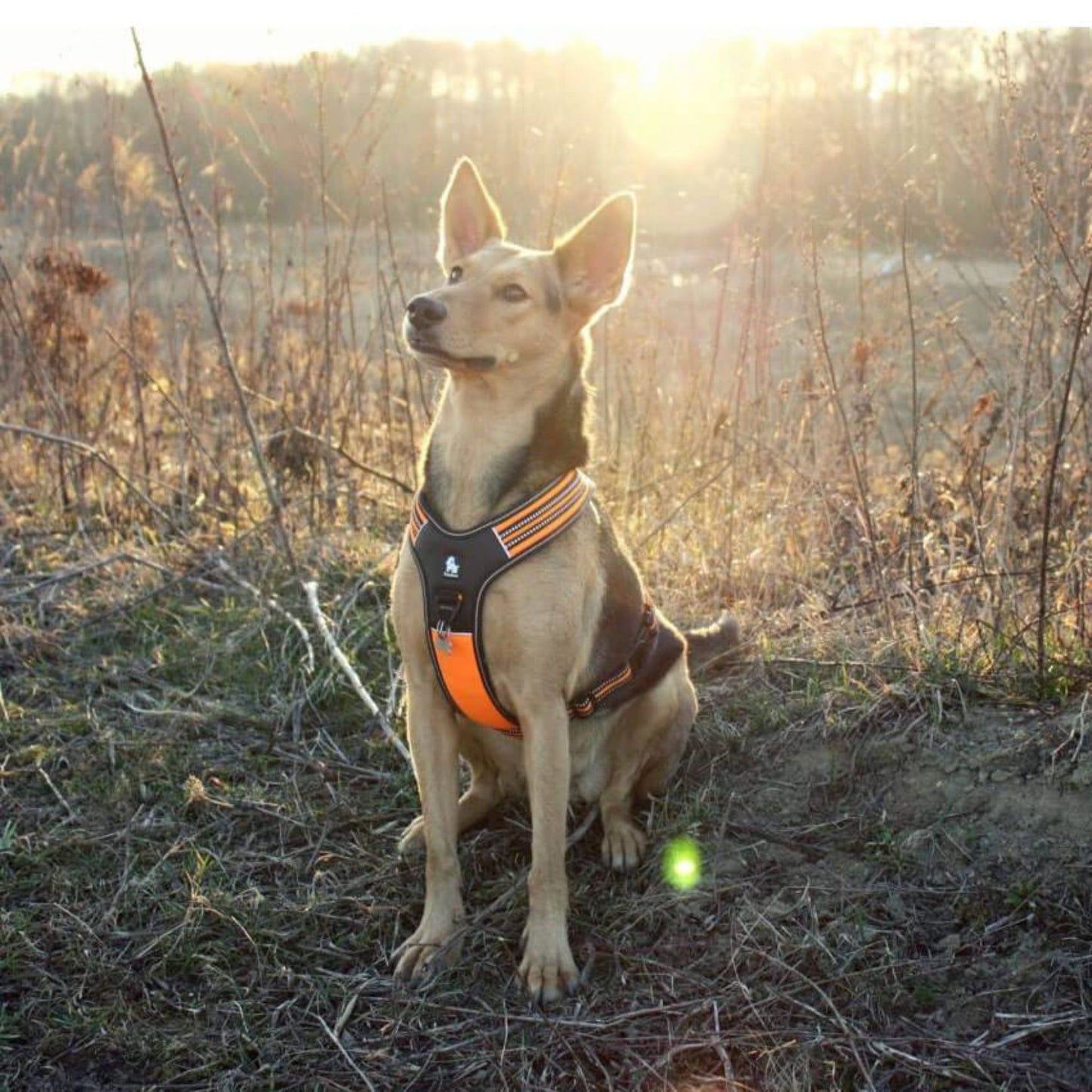 Reflective Sport Harness - Black