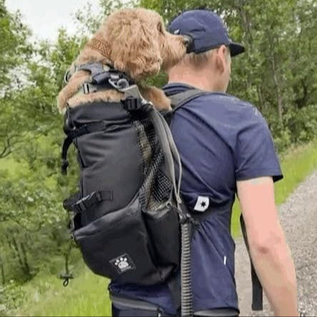 Dog in outdoor travel backpack on hiking trail with owner
