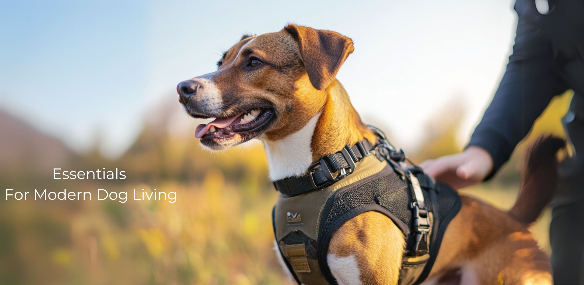 Dog wearing Bullwulf harness outdoors – training and walking gear