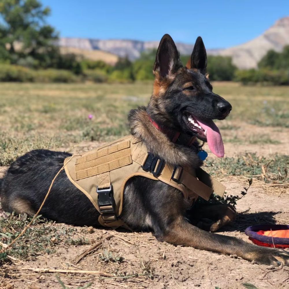 German Shepherd wearing tactical dog harness in outdoor training field